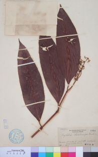 Specimen thumbnail